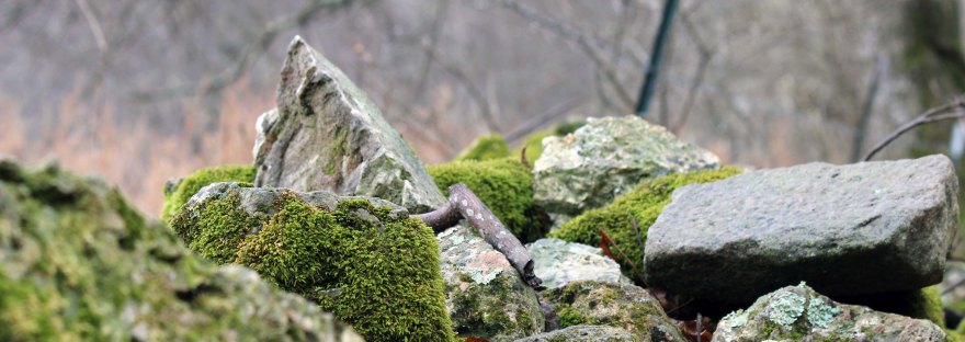 moss covered rock wall